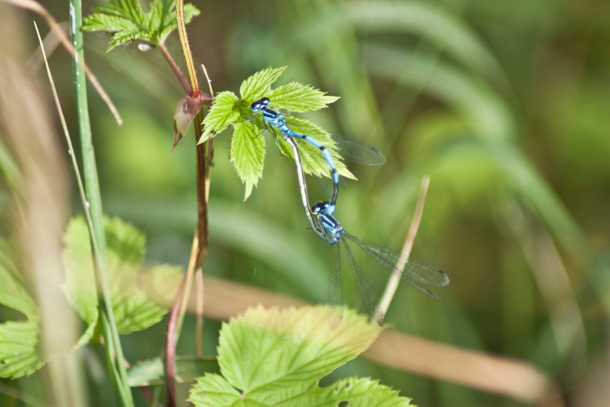 Hufeisen Azurjungfern Libellen Coenagrion puella bei der Paarung 21721