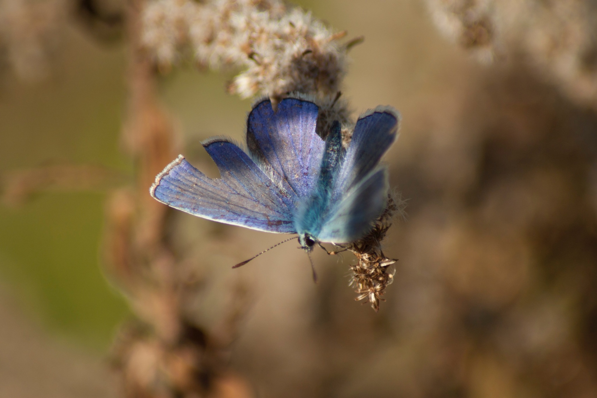 Schmetterling Hauhechelblaeuling Polyommatus icarus Maennchen auf vertrockneter Kanadischer Goldrute Solidago Canadensis 68791