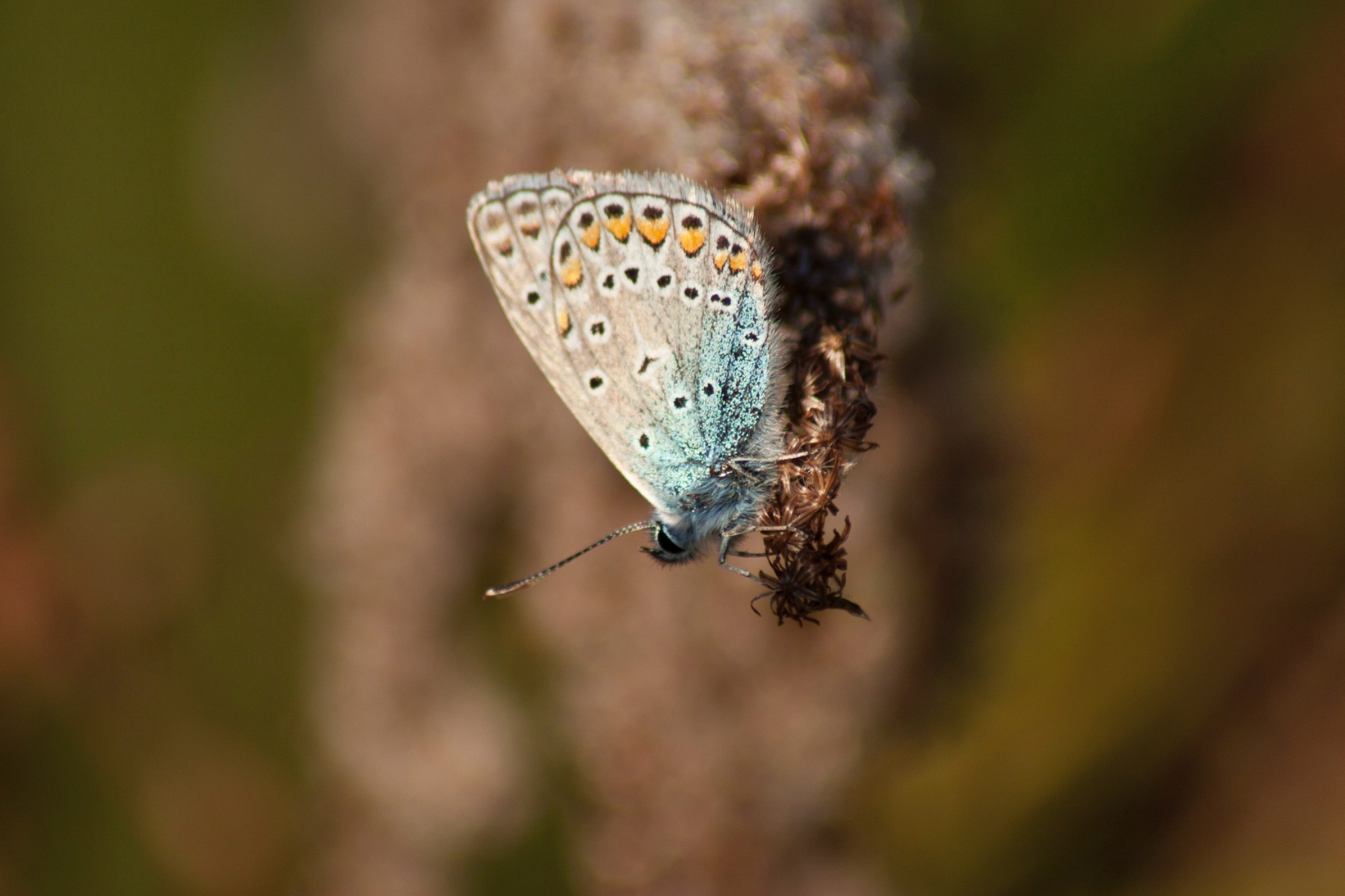 Schmetterling Hauhechelblaeuling Polyommatus icarus Maennchen auf vertrockneter Kanadischer Goldrute Solidago Canadensis 68821
