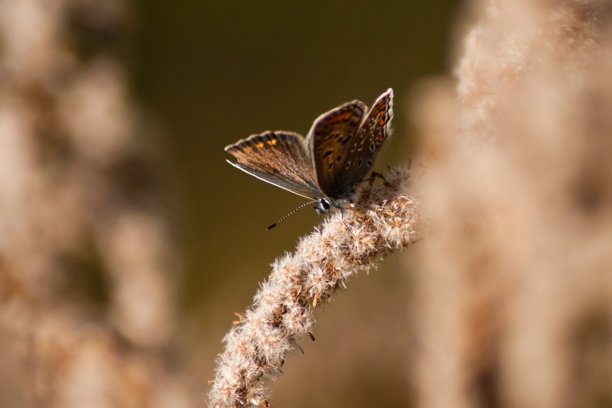Schmetterling Hauhechelblaeuling Polyommatus icarus Weibchen auf vertrockneter Kanadischer Goldrute Solidago Canadensis 68671