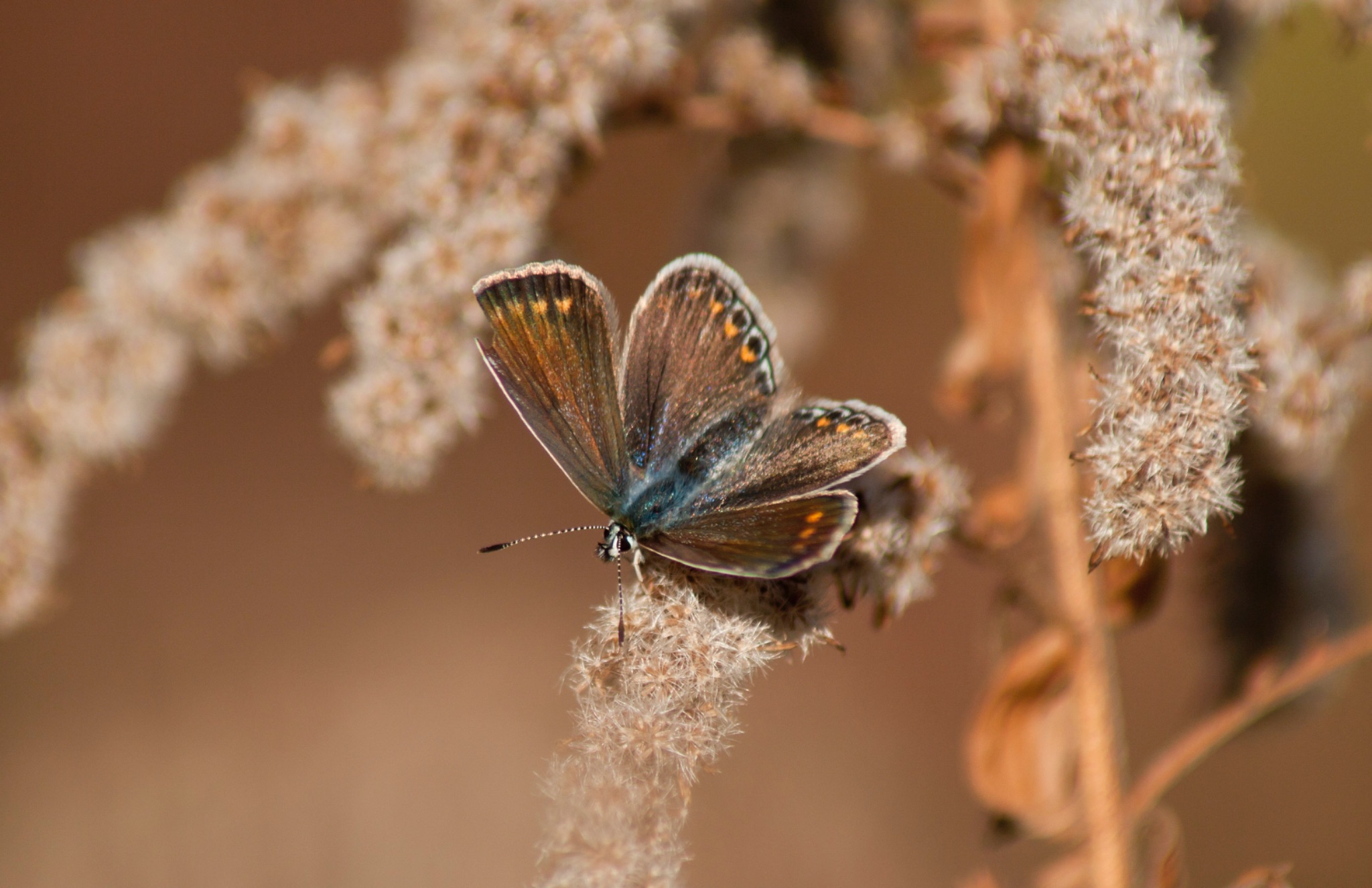 Schmetterling Hauhechelblaeuling Polyommatus icarus Weibchen auf vertrockneter Kanadischer Goldrute Solidago Canadensis 68941