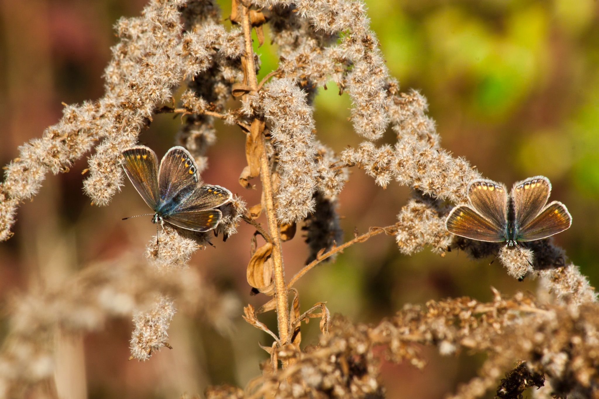 Schmetterling Hauhechelblaeuling Polyommatus icarus Weibchen auf vertrockneter Kanadischer Goldrute Solidago Canadensis 69011