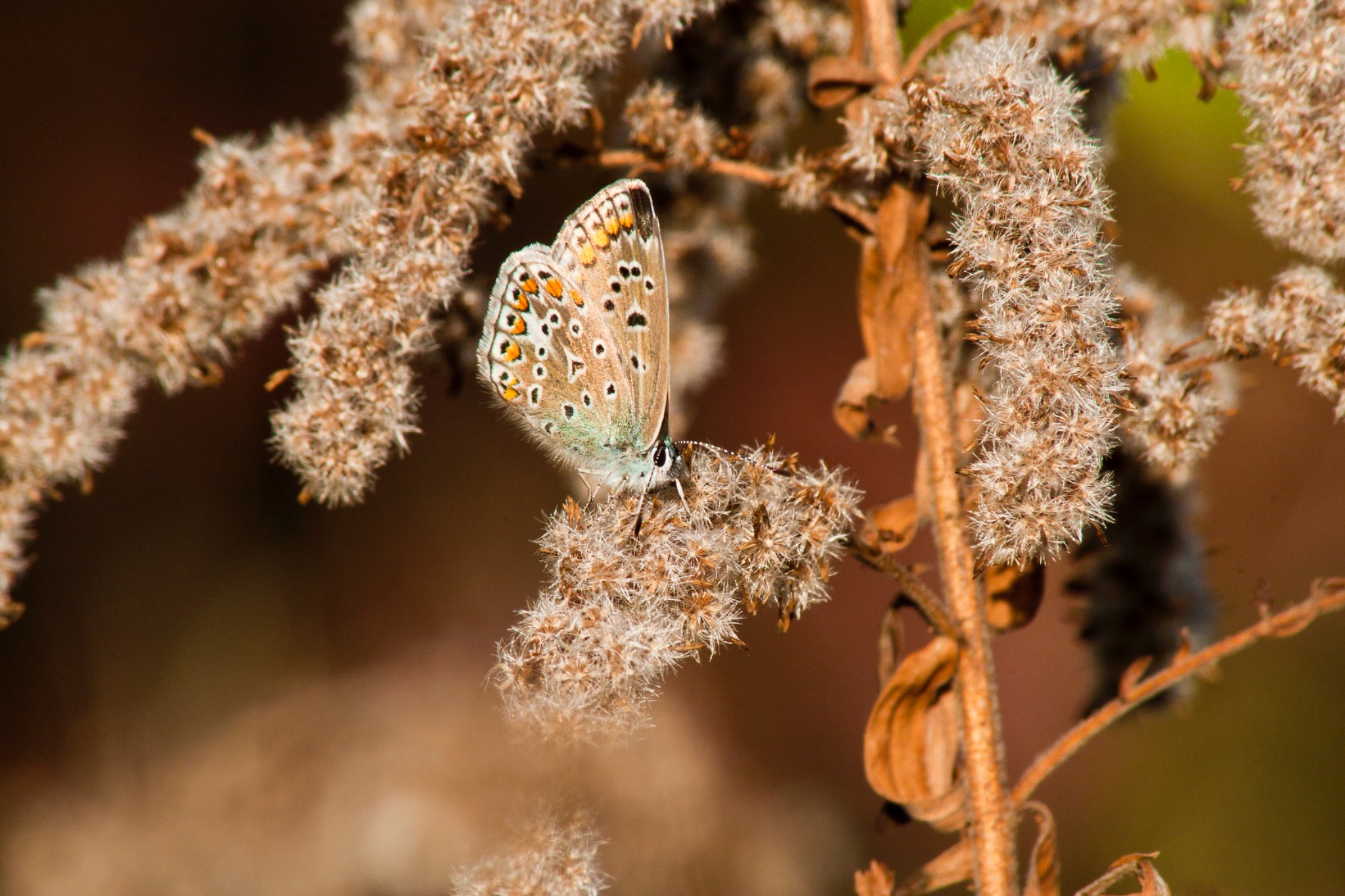 Schmetterling Hauhechelblaeuling Polyommatus icarus Weibchen auf vertrockneter Kanadischer Goldrute Solidago Canadensis 69081