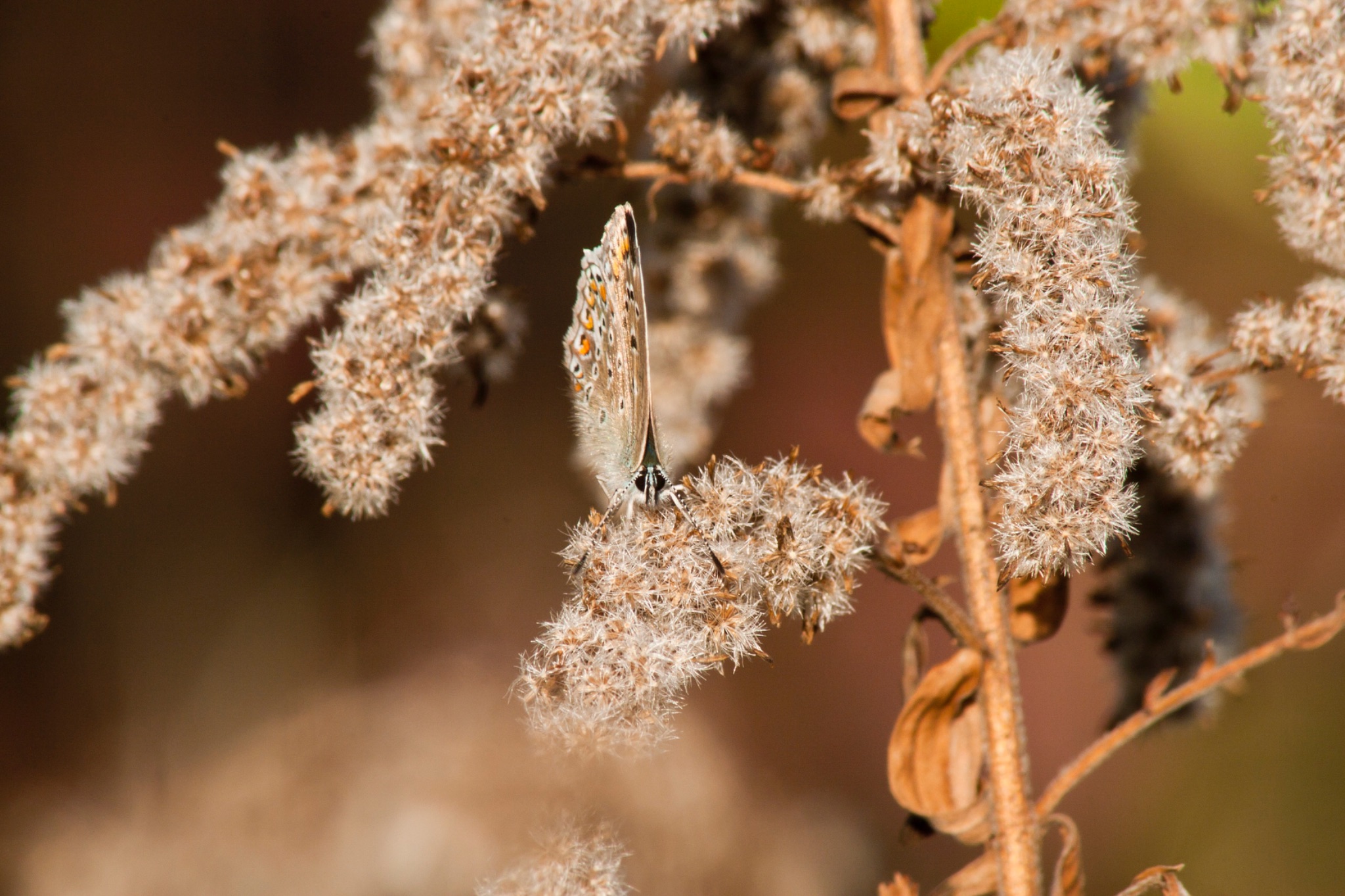 Schmetterling Hauhechelblaeuling Polyommatus icarus Weibchen auf vertrockneter Kanadischer Goldrute Solidago Canadensis 69111