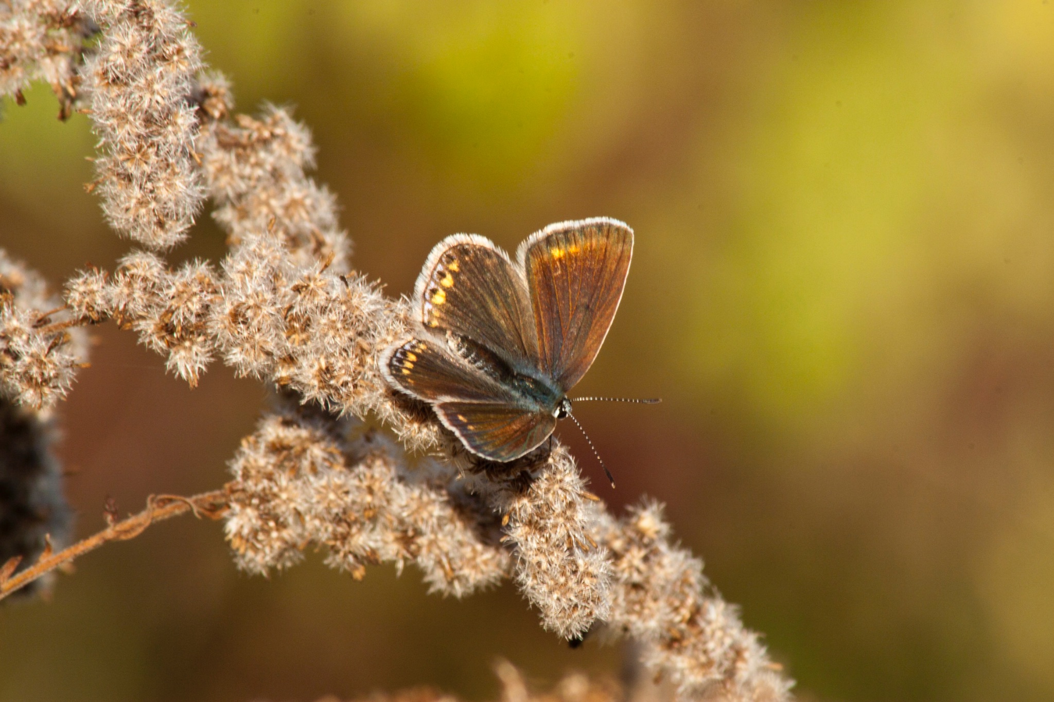 Schmetterling Hauhechelblaeuling Polyommatus icarus Weibchen auf vertrockneter Kanadischer Goldrute Solidago Canadensis 69171
