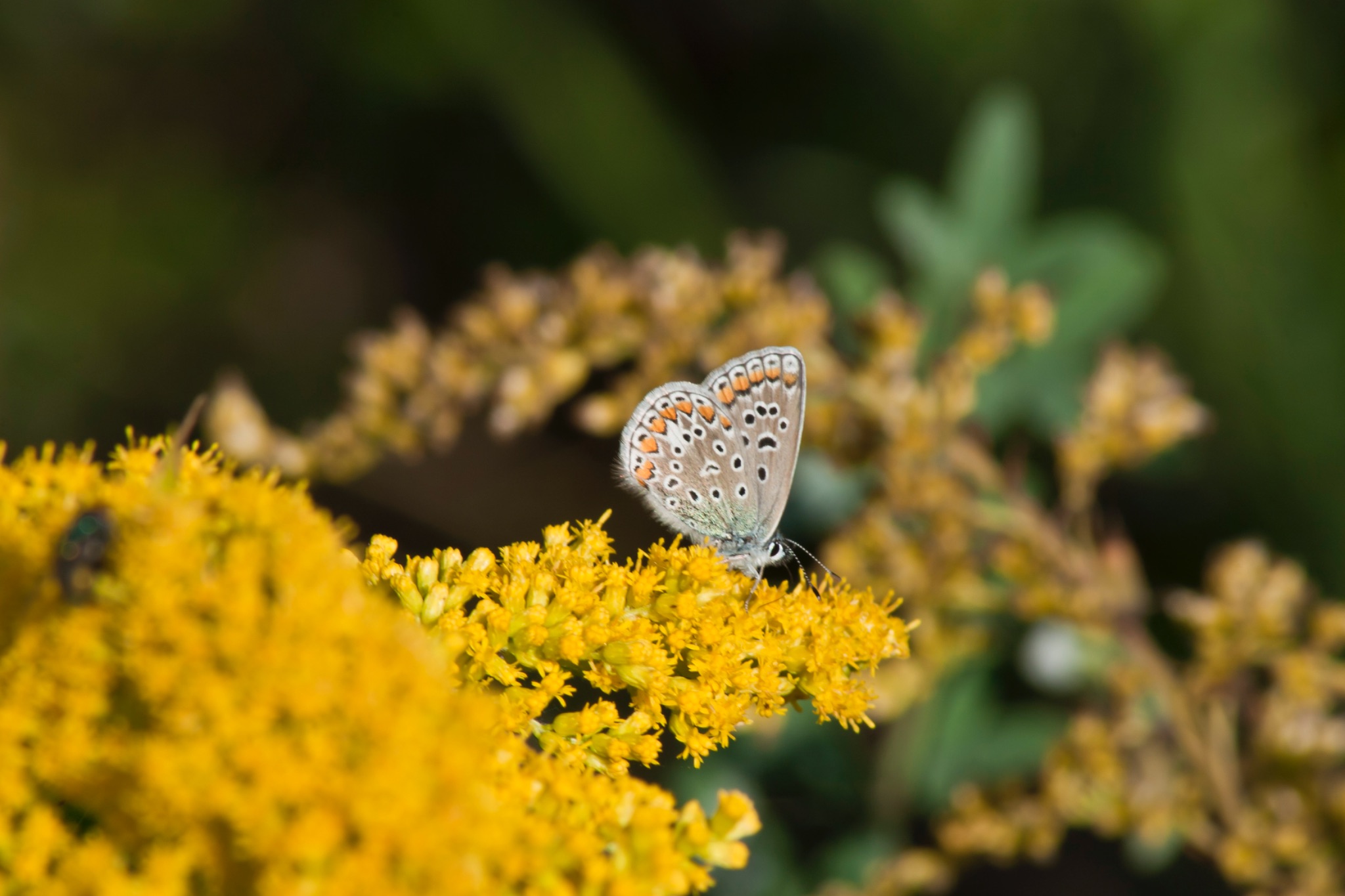 Schmetterling Hauhechelblaeuling Polyommatus icarus auf Kanadischer Goldrute Solidago Canadensis 66451