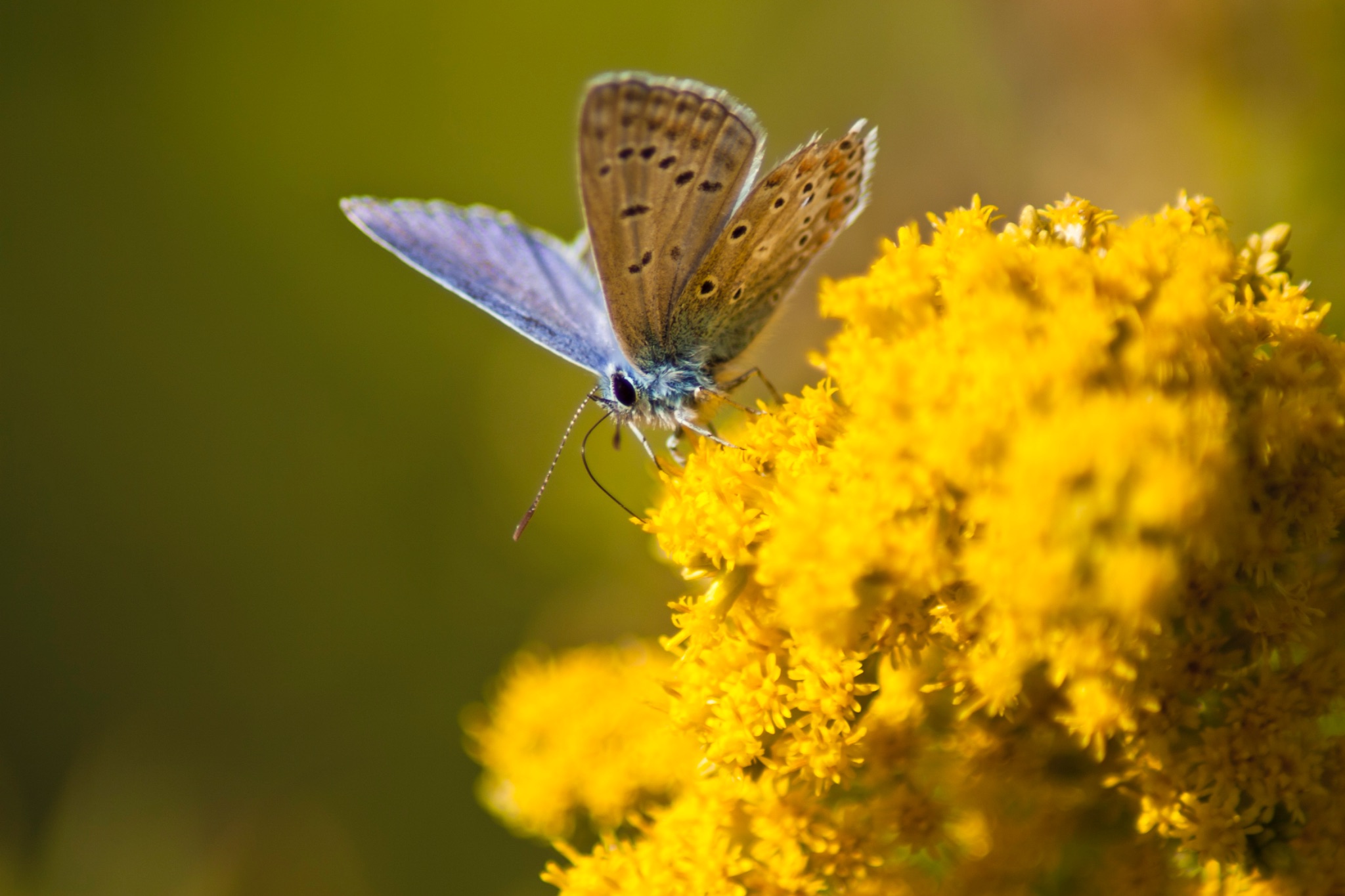 Schmetterling Hauhechelblaeuling Polyommatus icarus auf Kanadischer Goldrute Solidago Canadensis 67371