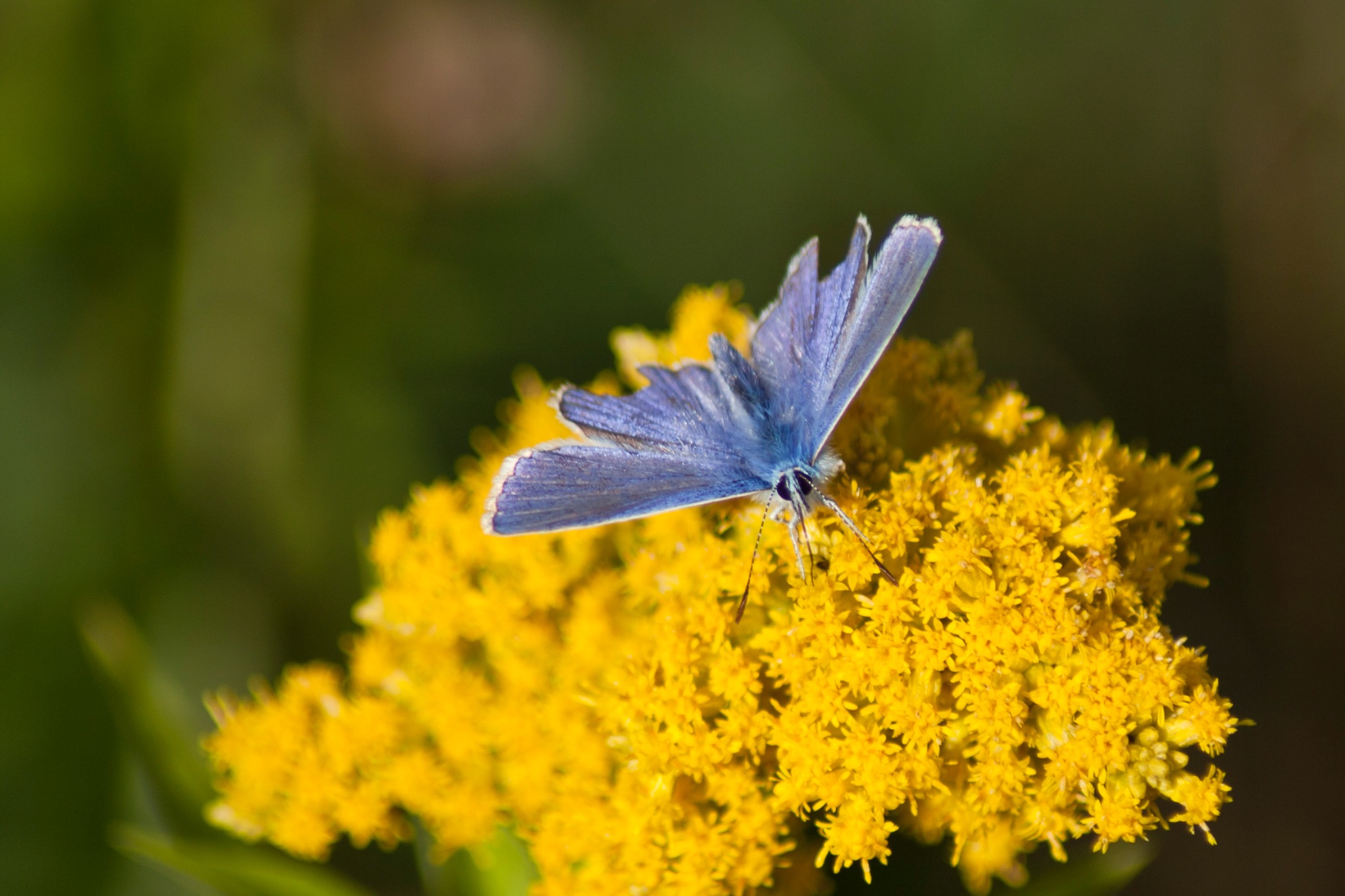 Schmetterling Hauhechelblaeuling Polyommatus icarus auf Kanadischer Goldrute Solidago Canadensis 67561