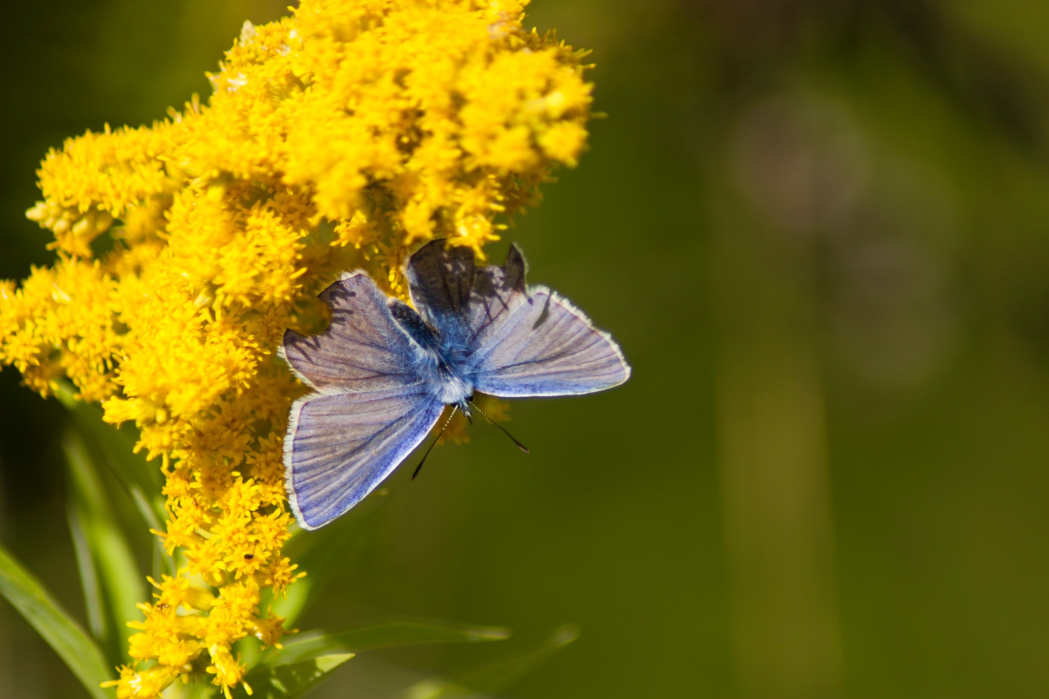 Schmetterling Hauhechelblaeuling Polyommatus icarus auf Kanadischer Goldrute Solidago Canadensis 67681