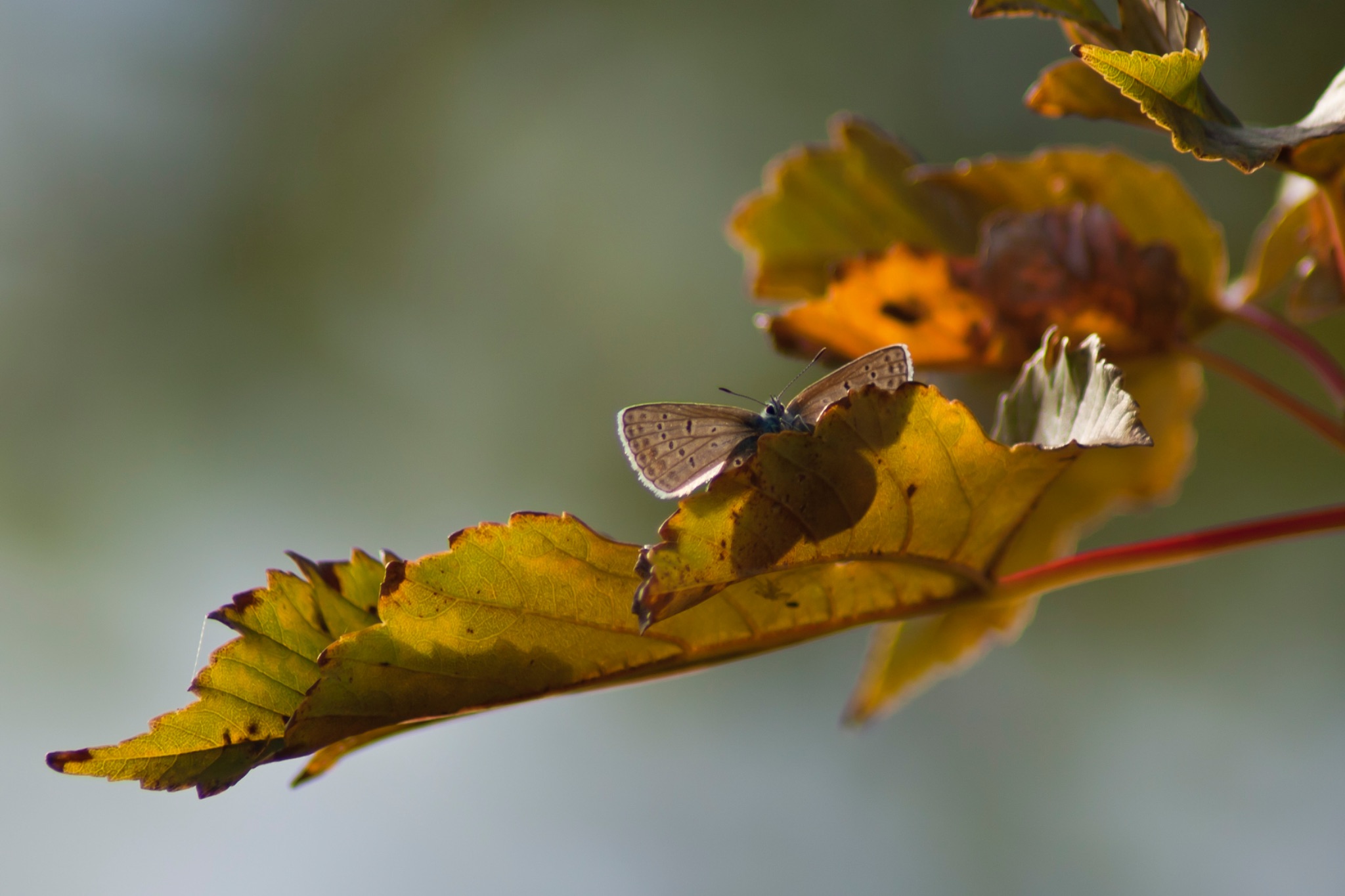 Schmetterling Hauhechelblaeuling Polyommatus icarus im Baum 65611