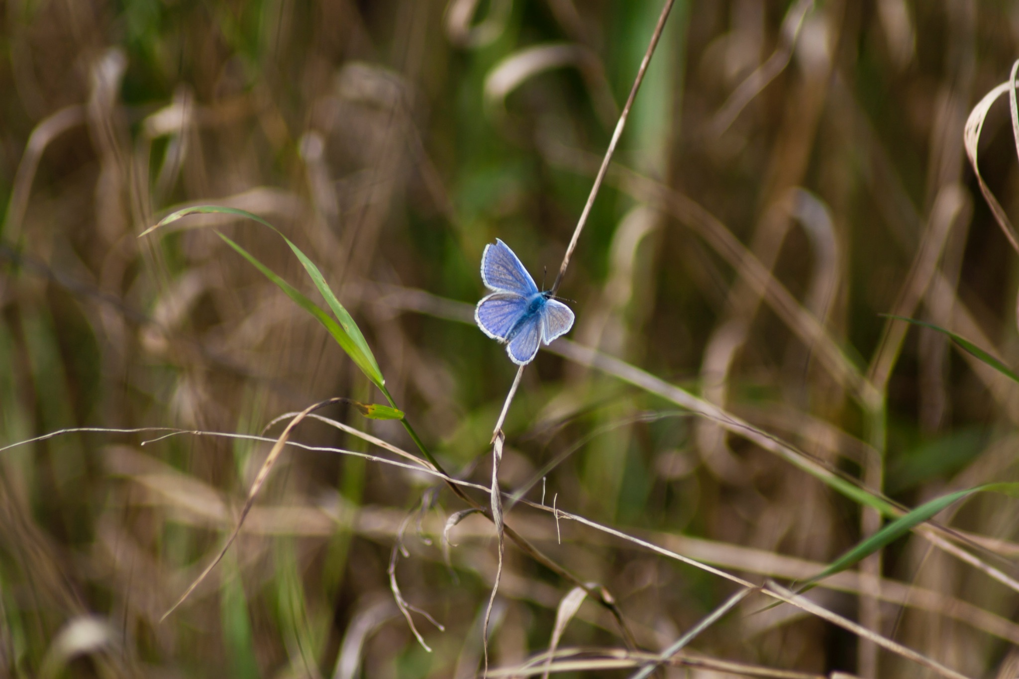 Schmetterling Hauhechelblaeuling Polyommatus icarus im Gras 66131