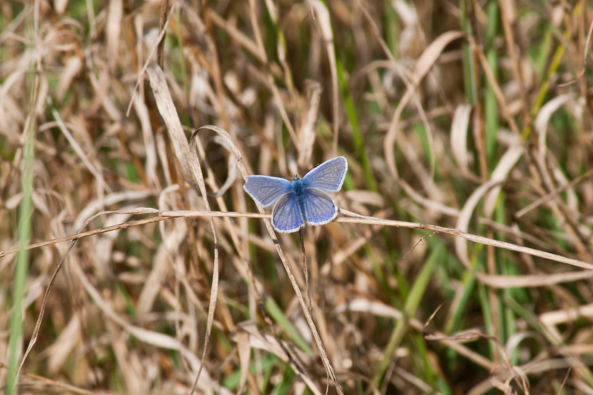 Schmetterling Hauhechelblaeuling Polyommatus icarus im Gras 66291