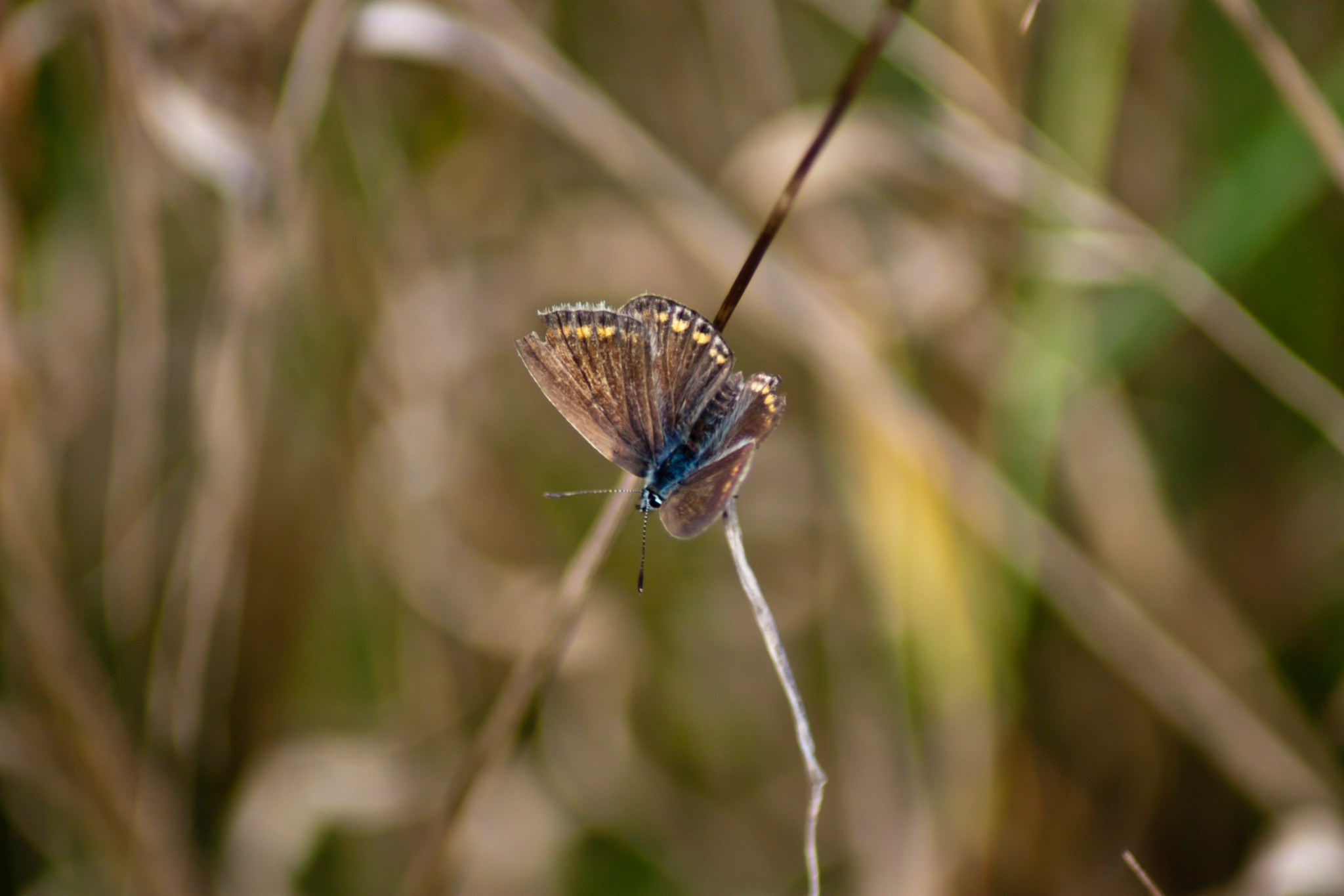 Schmetterling Kleiner Sonnenroeschen Blaeuling Aricia agestis 65821