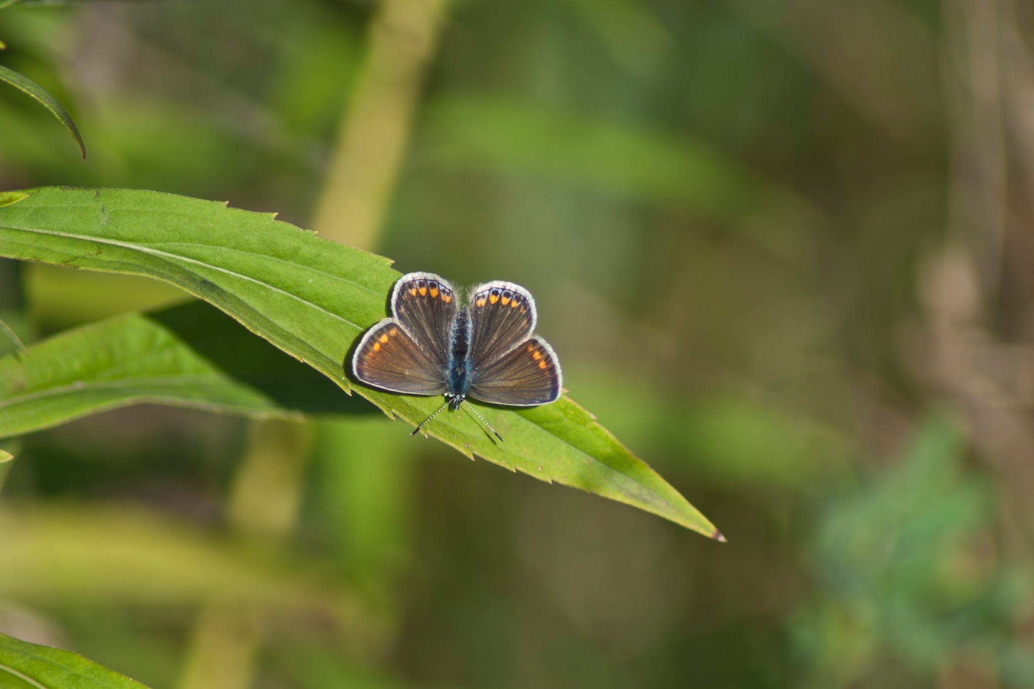 Schmetterling Kleiner Sonnenroeschen Blaeuling Aricia agestis 66702