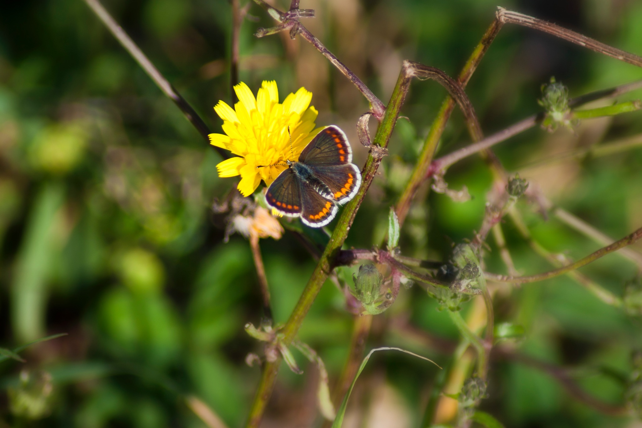 Schmetterling Kleiner Sonnenroeschen Blaeuling Aricia agestis 66811