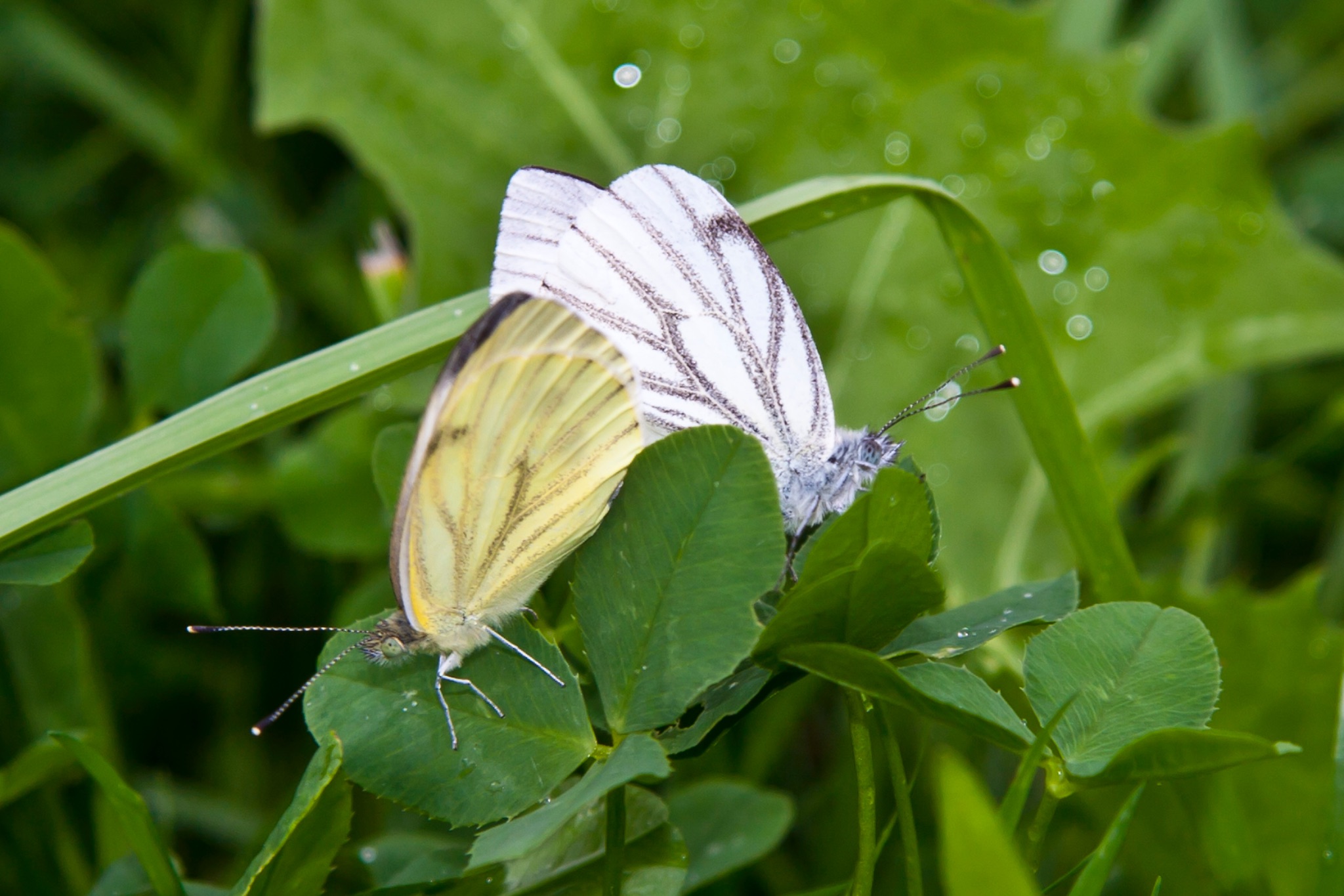 Schmetterlinge bei der Paarung 41201
