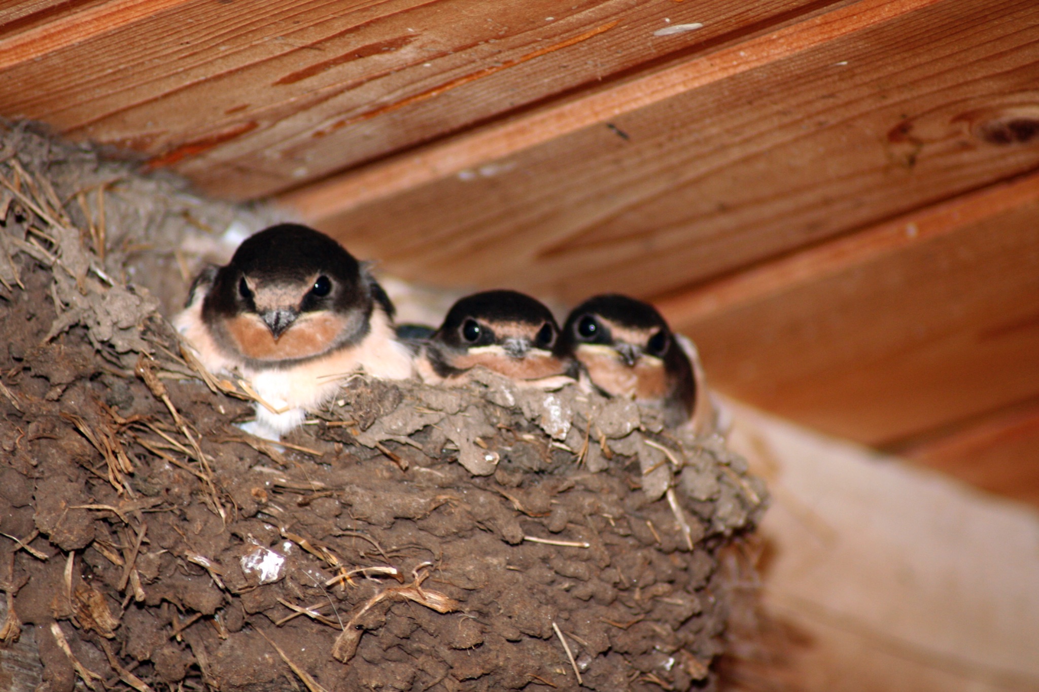 Schwalbenfuetterung 5324