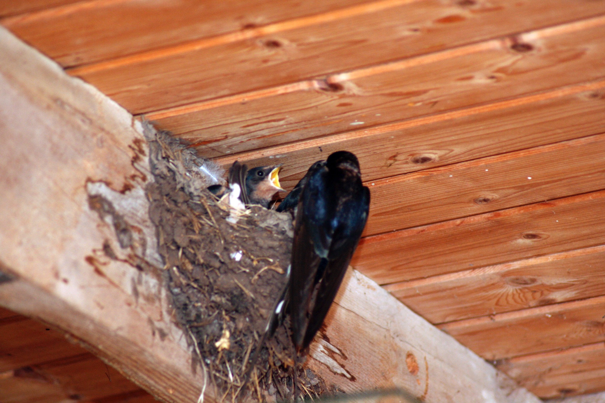 Schwalbenfuetterung 5338