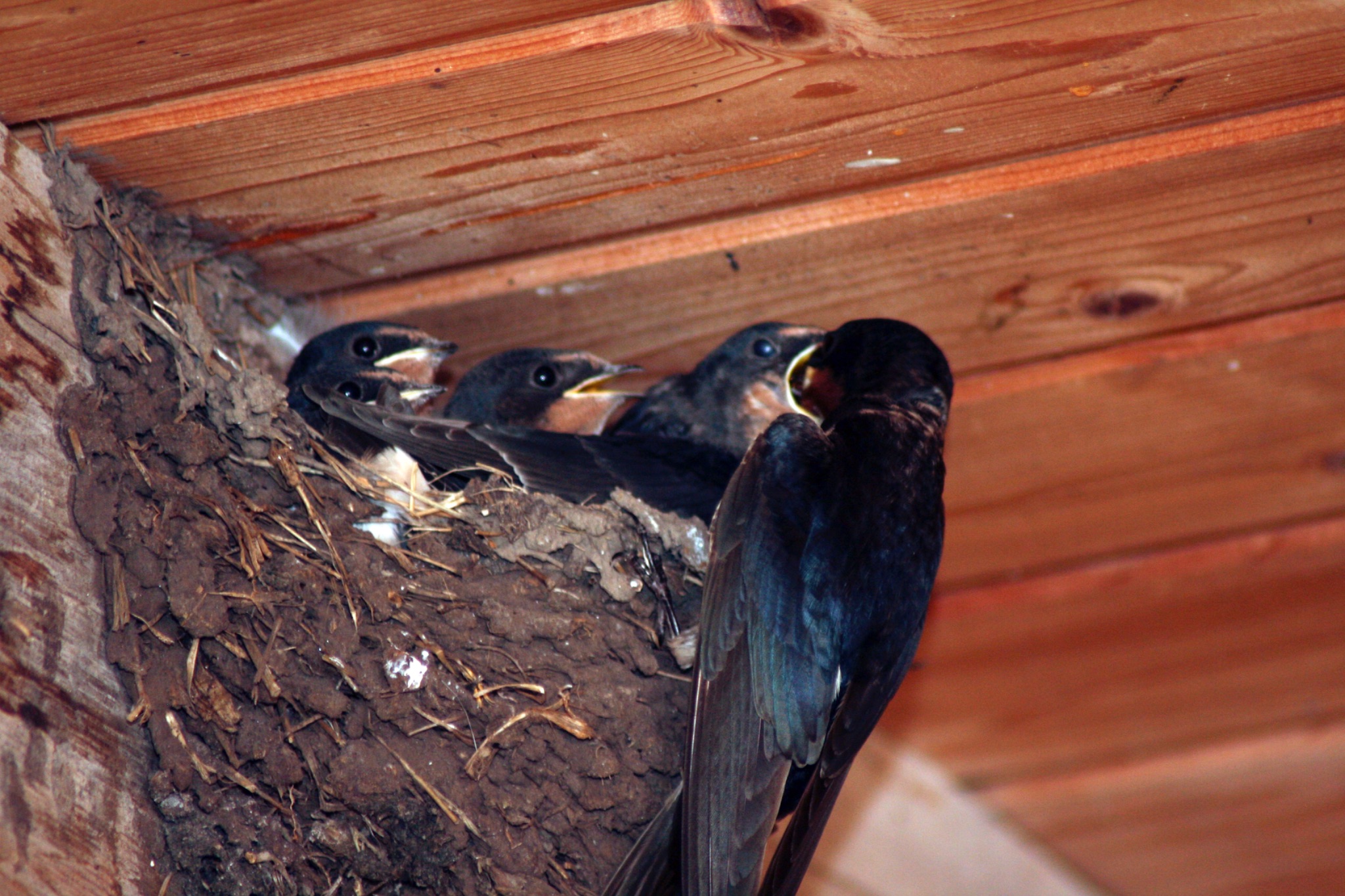 Schwalbenfuetterung 5341