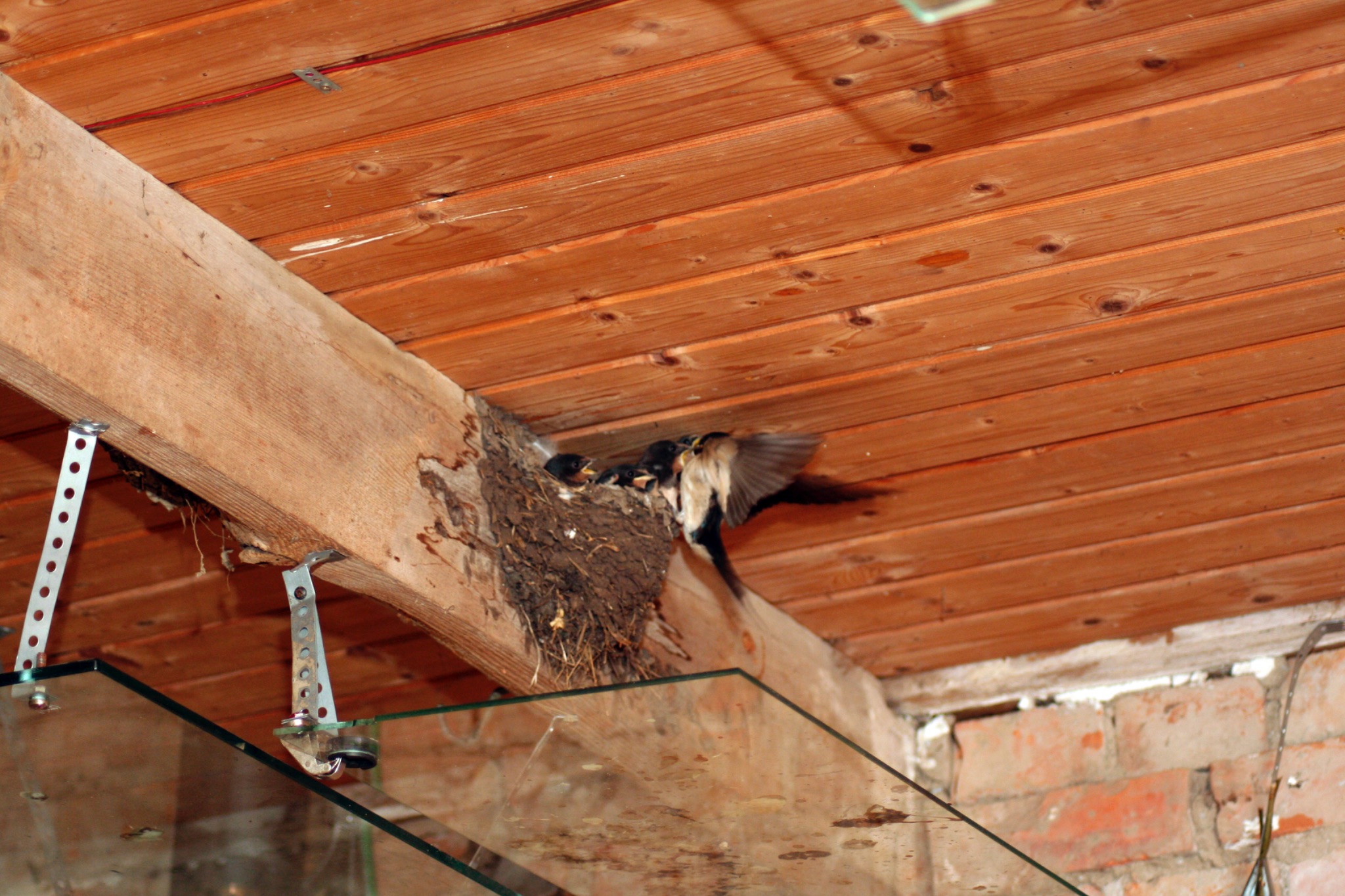 Schwalbenfuetterung 5342