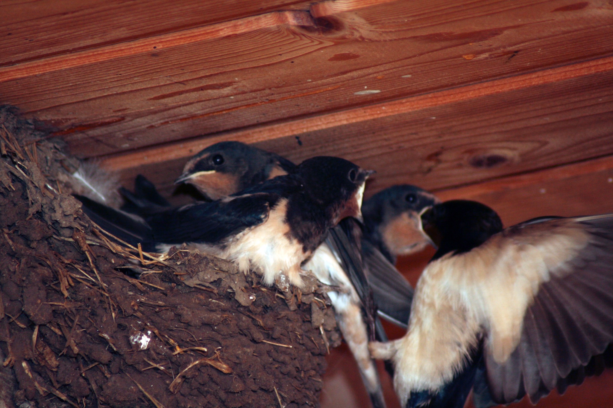 Schwalbenfuetterung 5344