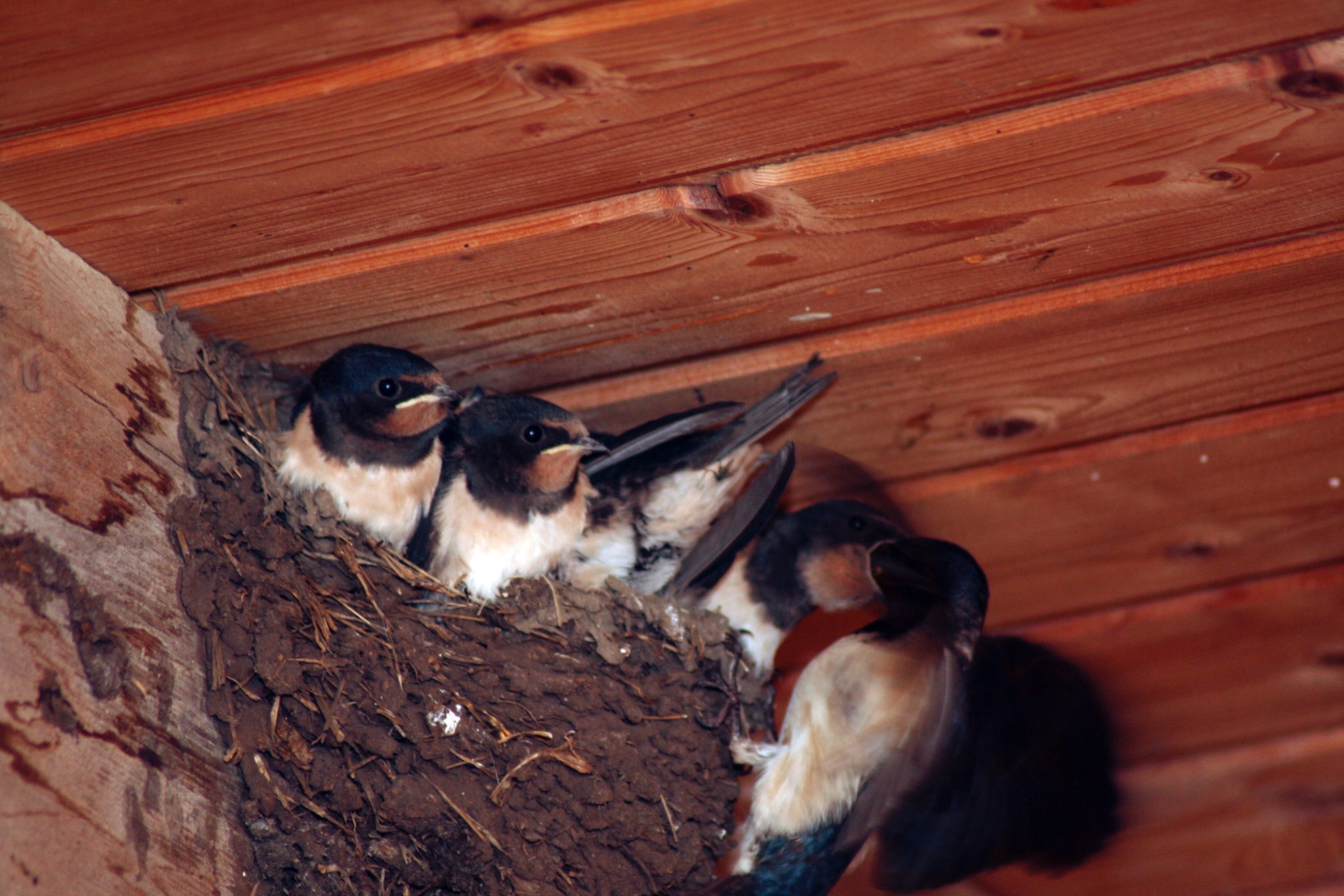 Schwalbenfuetterung 5348